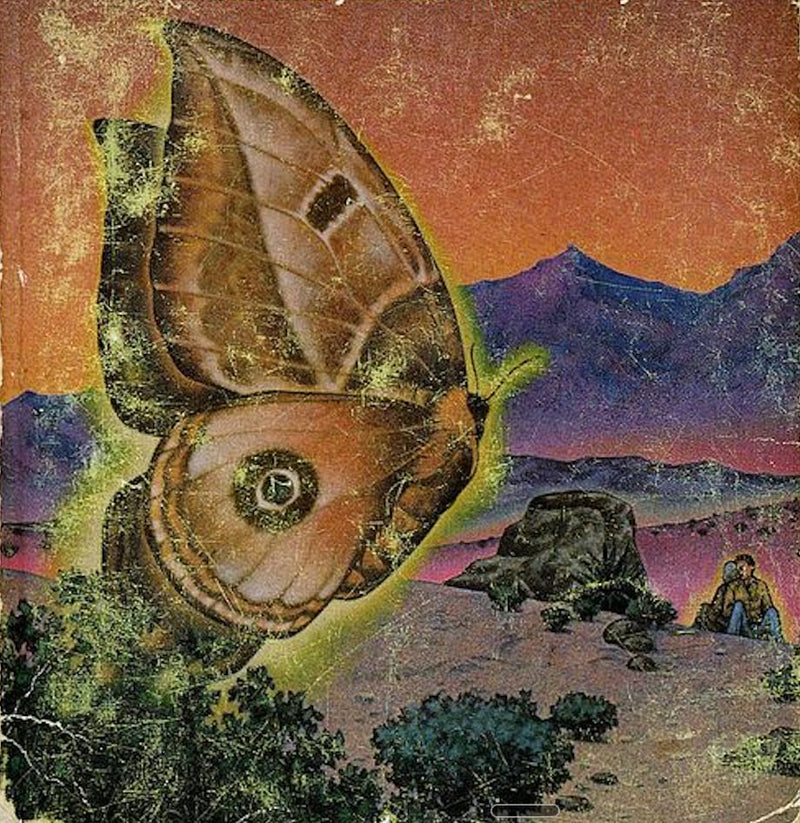 the night moth
