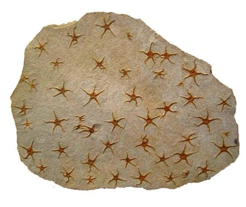 slab of fossilized starfish