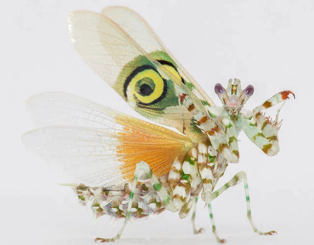 Spiny Flower Mantis