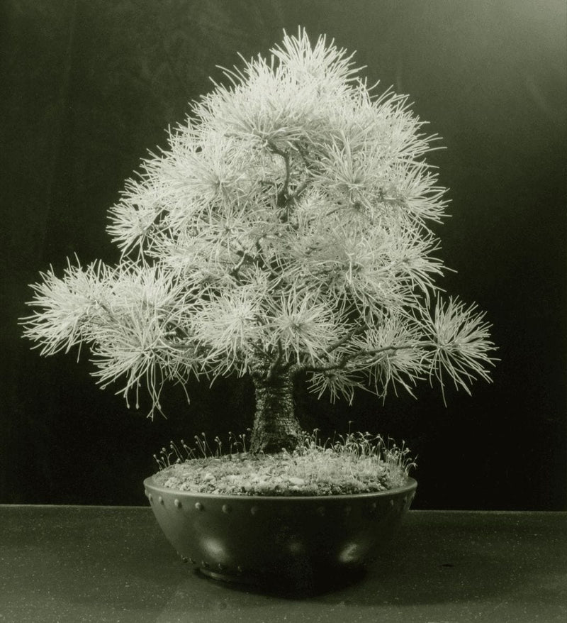 416107961_1023210525405020_5171918529160695814_n.jpg?stp=dst-jpg_e35_p1080x1080-efg=eyj2zw5jb2rlx3rhzyi6imltywdlx3vybgdlbi4x...